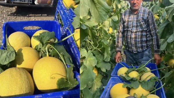 Kumluca'da yetişen kavunlar, aroma ve lezzetiyle yaz aylarının vazgeçilmezi oldu
