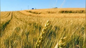 Çorum’da kuru tarımda ilk kez ekilen yerli Kirve buğdayı beklentileri aştı