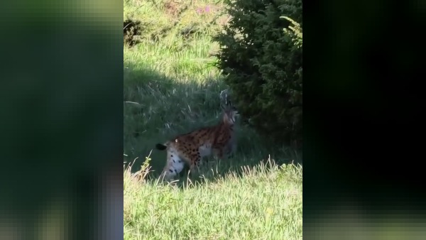 Erzurum İspir'de Nesli Tehlike Altındaki Vaşak Doğal Ortamında Görüntülendi