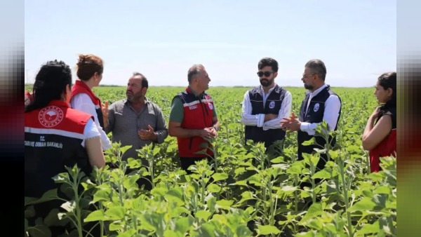 Hatay’da 7 bin 350 dekarda ayçiçeği ekimi için 151 üreticiye tohum desteği verildi