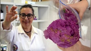 Tablet formunda yutulabilir parfüm: Isparta gülleri kapsüle dönüştürüldü
