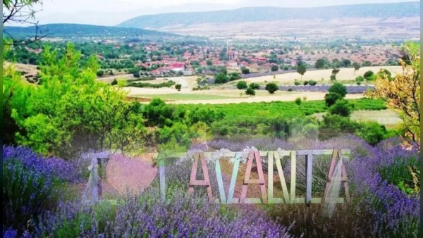 Lavanta Kokulu Köy Kuyucak’ta ilk çiçekler tarlaları mora bürüdü