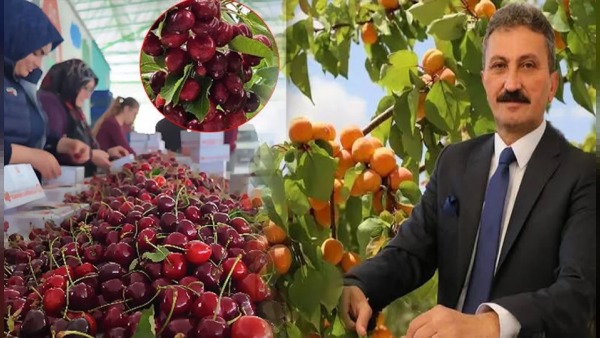 Batı Akdeniz’de haziranda 80,5 milyon dolarlık yaş sebze-meyve ihracatı