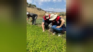 Kırıkkale’de organik tarım ve iyi tarım denetimleri: hastalık-zararlı kontrolü