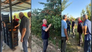 Isparta Yalvaç’ta kayısı hasadı sürüyor: Tuğrul sahada inceleme yaptı