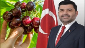 Suluk kirazlar Dinar’da alıma açıldı: Üreticiye 28 TL